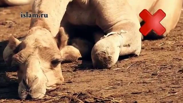 МухIаммад Сакъаф(АхлюльБайт) - отношение к животным в Исламе смотреть онлайн