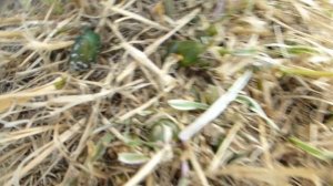 Когда рассаживать райграс бульбоносный(кошачья и собачья трава).