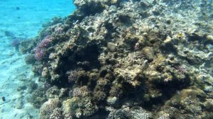 Египет : наше путешествие, красное море 4k.