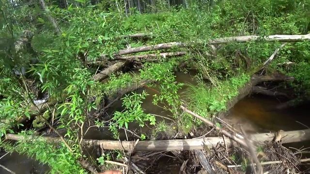 В ЭТОМ РУЧЬЕ ПОЛНО РЫБЫ. ПЕШАЯ РЫБАЛКА НА ХАРИУСА ПО ТАЁЖКЕ. ТАЙГА. РУЧЕЙ.