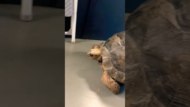 Baby Aldabra Giant Tortoise on the Run! #animals #tortoise #aldabra #reptiles #pets #wildlife #vira