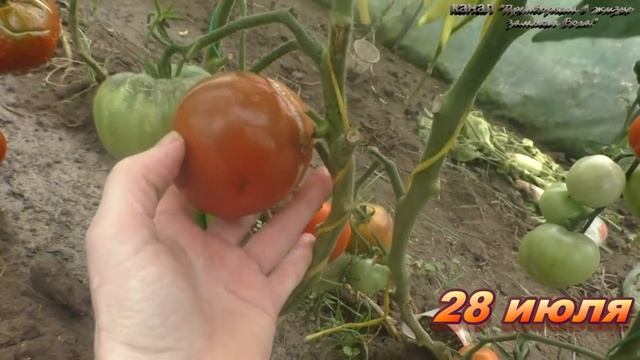 Вкусный ,очень красивый на разрезе томат почему не посажу больше смотреть онлайн