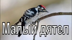 Малый дятел стучит по дереву. Новосибирск. Птицы Сибири.
