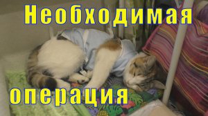 Стерилизация кошки. Операция и уход после нее. Как это было...