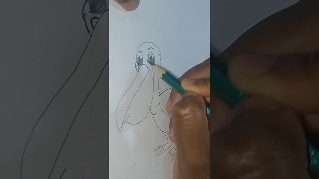 Drawing A Pelican