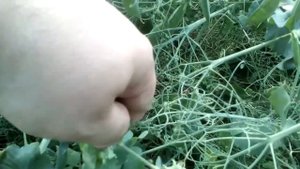 Горох Алтайский Изумруд поспел. 24.08