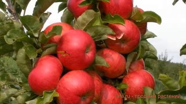 Яблоня колоновидная Баргузин ? обзор: как сажать, саженцы яблони Баргузин