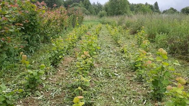 Обзор сада фундука (4219) смотреть онлайн