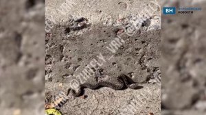 Воронежцев напугала ядовитая змея