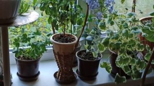 Цветы сентября, которые цветут. Свинчатка. Видео прилагается