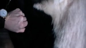 Чипирование КРС