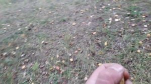 ГРУША УССУРИЙСКАЯ осенние тона