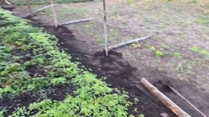 Сбор урожая корнеплодов//Уборка моркови и свёклы урожай осень 2022 года