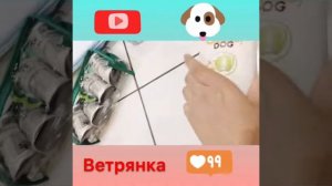 Вещи моих Животных !! Ветрянка ?