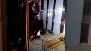 Голуби Краснодарские бойные Артамоны   часть1