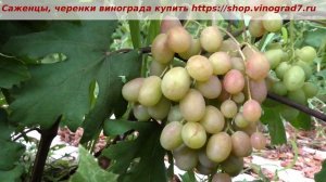 24 июля - окрашивание винограда Зоряна. Она будет с крупными ягодами и хорошим мускатом. Пузенко