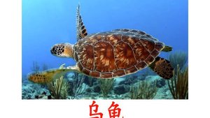 Карточки Домана для детей - КИТАЙСКИЙ ЯЗЫК - "Морские животные"