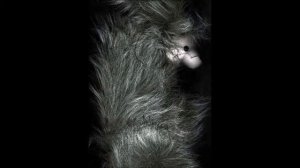 Алтайский Заповедник