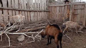 Козлята поносят. Пилим деревья.