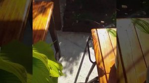 Новые покупки . ХОСТЫ из серии ( Island )  и Сан Пауэр(Sun Power)