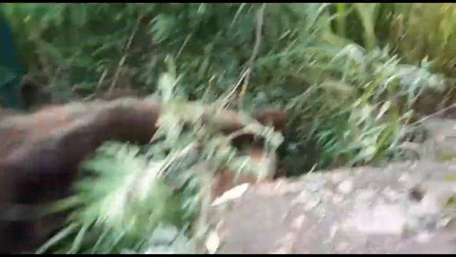 В центре Магадана застрелили медведя смотреть онлайн