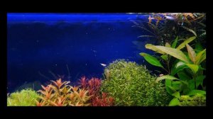 Rückschnitt Dennerle Kies Tag 109#aquascape#amazing#aquarium#aquasoil#Dennerlekies#dutchstyle#led