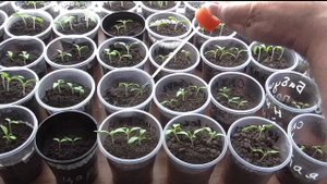 Рассада помидоров для открытого грунта от посева до высадки. Практический опыт.