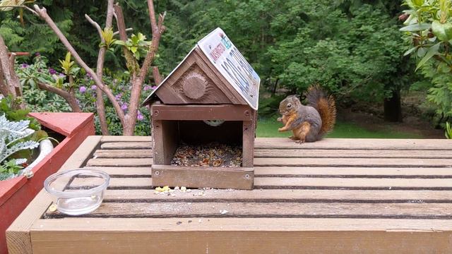 Petunia: Queen of the License Plate House Again смотреть онлайн