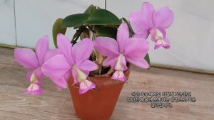 Cattleya nobilior tipo 카틀레야 노빌리올 티포