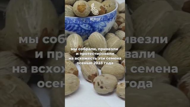 Хамеропс - красивая веерная пальма из семян у вас дома
