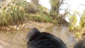 GoPro Doggy - Frolicking Dog