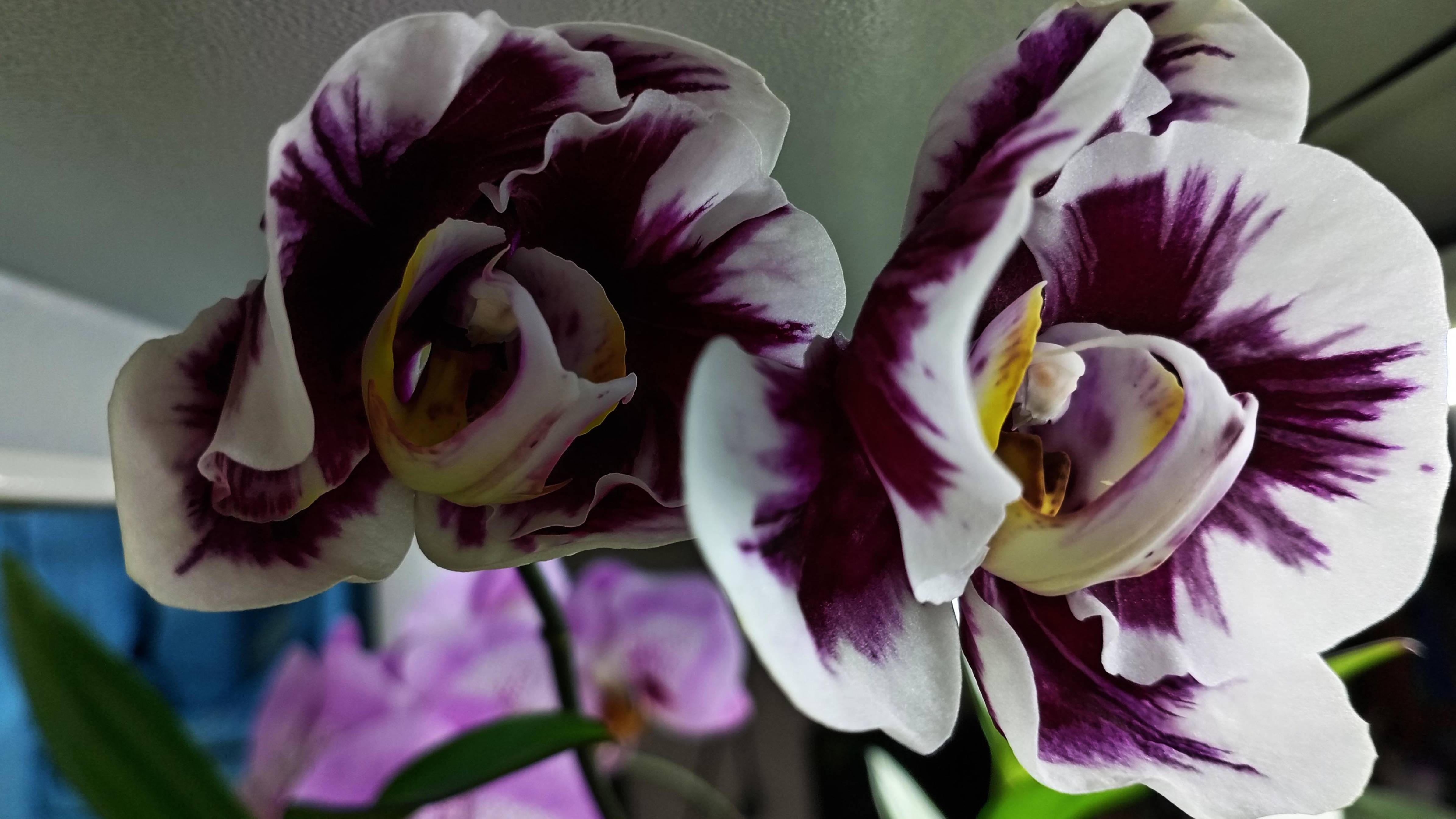 Орхидея фаленопсис VooDoo-ВУду "Колдовская орхидея". Орхидея "ШАМАН". #phalaenopsis #orchid #орхидея