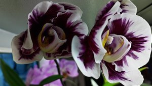 Орхидея фаленопсис VooDoo-ВУду "Колдовская орхидея". Орхидея "ШАМАН". #phalaenopsis #orchid #орхидея