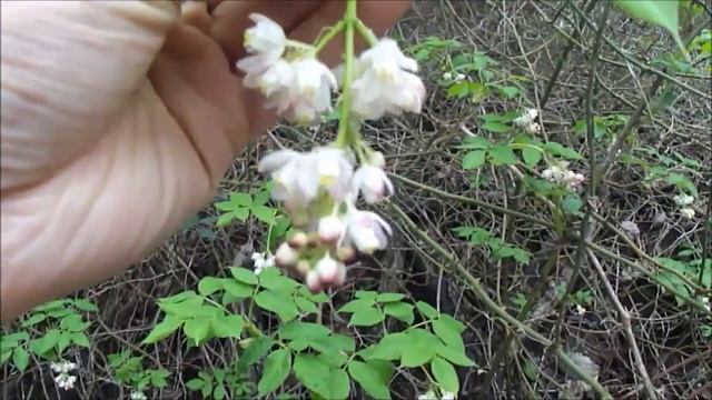 Клекачка перистая / Staphýlea pinnáta. Часть 2. смотреть онлайн