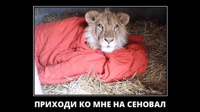 Веселые картинки. Прикольные львы фото. Приколы про львов. смотреть онлайн