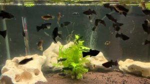 Чёрные моллинезии