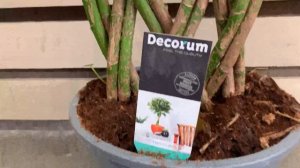 Шеффлера Голд Капелла решетка D-27 H-85