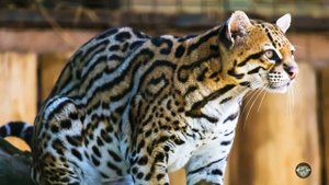 Красивая дикая кошка оцелот с хитрыми глазами на ушах