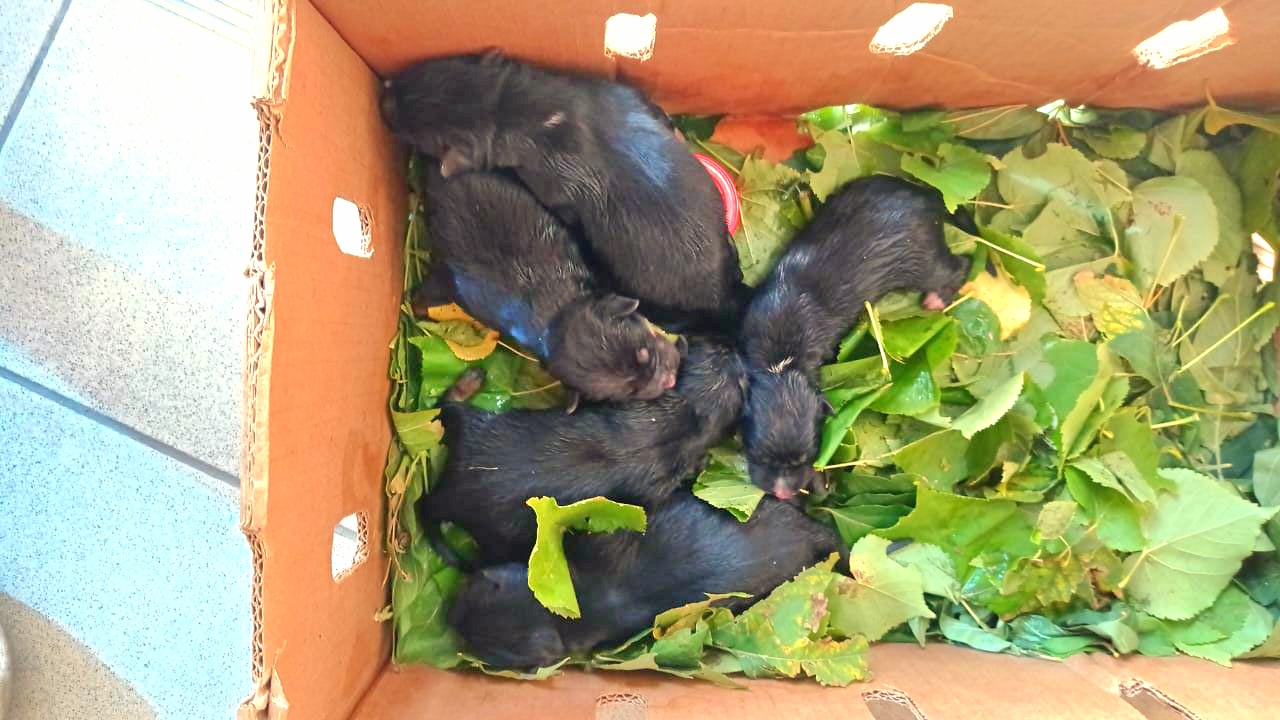 ??Снова спасаем | Брошенные щенки в коробке | один щенок не выжил | Rescue of newborn puppies