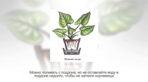 АХИМЕНЕС. Секреты ухода в домашних условиях