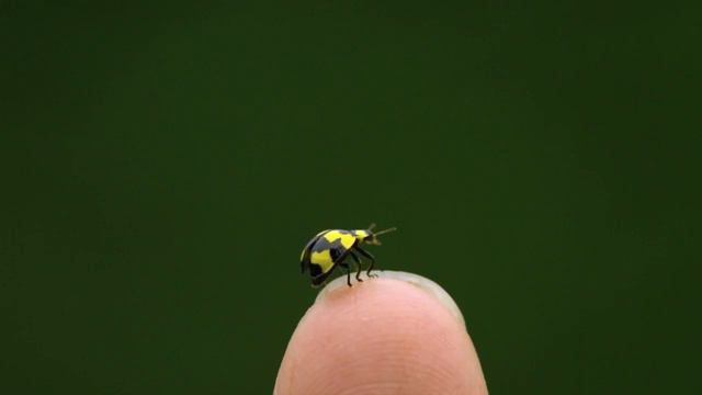 Самсунг напишите в каментариях что это такое смотреть онлайн