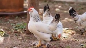 РЕЛАКС. НАСЛАЖДАЙСЯ АТМОСФЕРОЙ ДЕРЕВНИ И ПРИДЕТ БЛАЖЕНСТВО!