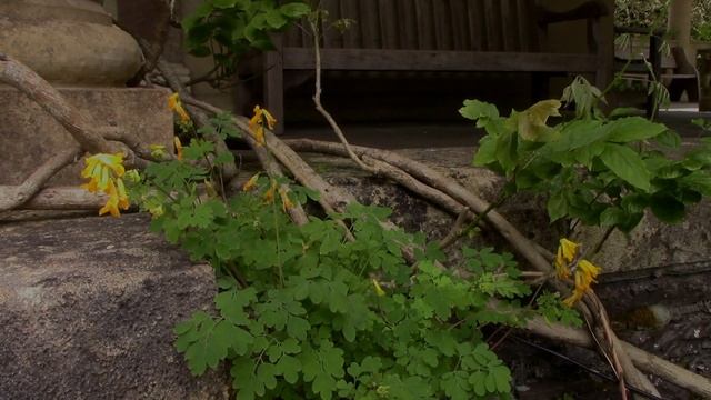 Garden Tour of Garnish Island || Ireland's Subtropical Paradise смотреть онлайн