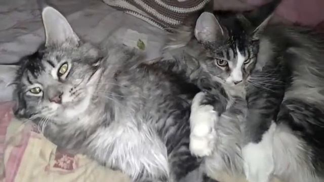 Мейн Кун - самый ласковый и добрый кот смотреть онлайн