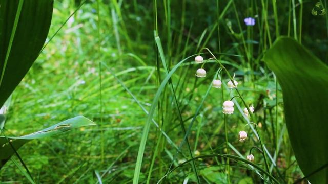 Лечебное пение лесных птиц |Лечение птичьим щебетом. Орнитотерапия. Звуки природы