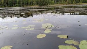 Координаты секретного озера где можно поймать дикого карпа в Ленинградской области.