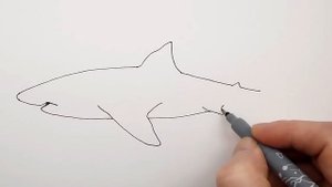 How to Draw a Shark Step by Step easy for beginners