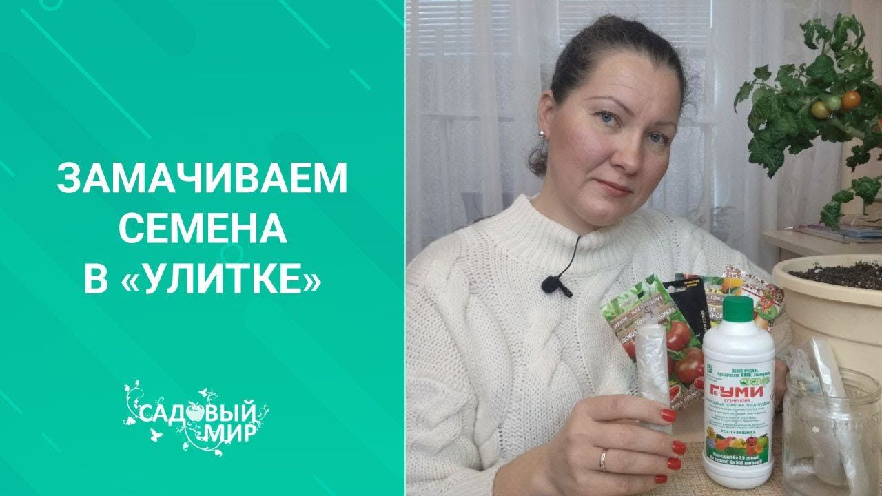 Замачиваем семена в "улитке" для томатного дерева. смотреть онлайн
