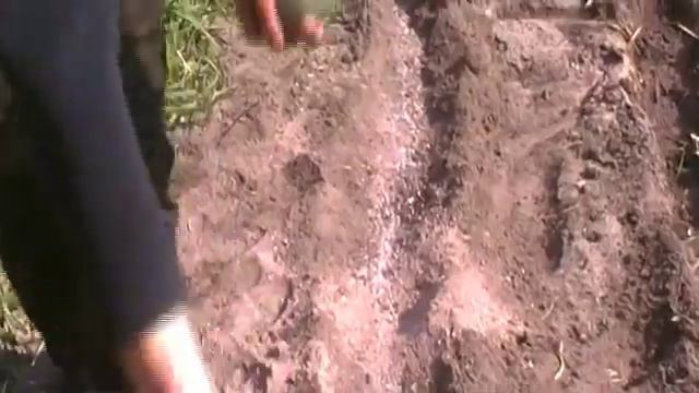 PROSTO-ZNAEM Как посадить картофель в песчаную почву смотреть онлайн