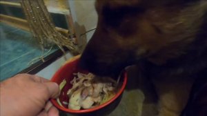 БЛУДНЫЙ ПЕС ПРИШЕЛ ДОМОЙ